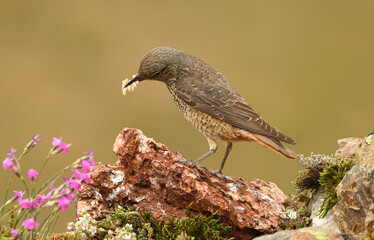 hembra del roquero rojo en primavera en gredos