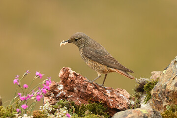 hembra del roquero rojo en primavera en gredos