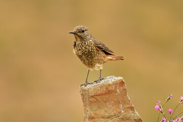 hembra del roquero rojo en primavera en gredos