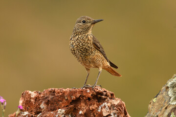 hembra del roquero rojo en primavera en gredos