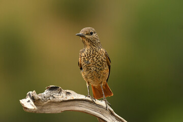 hembra del roquero rojo en primavera en gredos