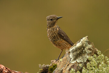 hembra del roquero rojo en primavera en gredos