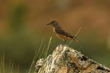 hembra del roquero rojo en primavera en gredos