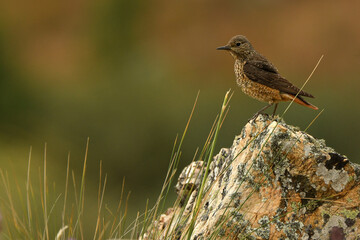 hembra del roquero rojo en primavera en gredos