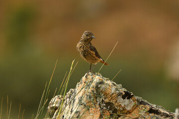 hembra del roquero rojo en primavera en gredos