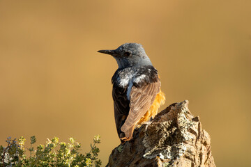 roquero rojo en la sierra en primavera