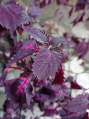 purple coleus flower in the garden, suitable for background