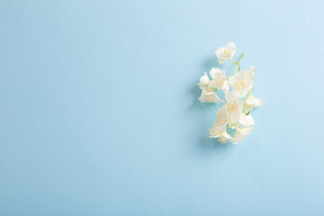 jasmine flowers  on blue paper  background