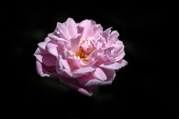 Closeup of single isolated bloom of Rosa Mortimer Sackler' against a dark background
