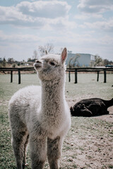 Alpaca in the zoo © Grzesiek