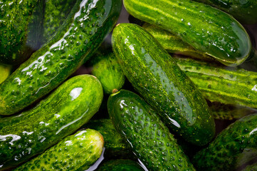 Fresh juicy clean cucumbers lying tightly next to each other. Preparing for conservation and salting.