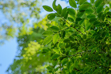 Fototapeta na wymiar the green leaves background