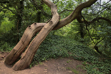 Ein sehr markanter Baum