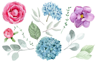 Watercolor drawing. collection of flowers and leaves. pink, blue, purple rose, hydrangea and magnolia flowers and green eucalyptus leaves isolated on white background. realistic painting.