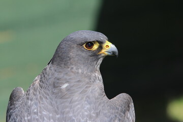 close up of a peregrine falcon