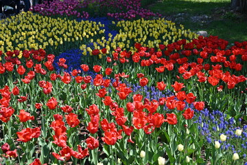 国営アルプスあづみの公園のチューリップの畑