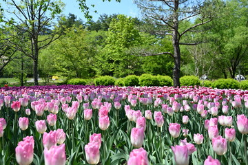 国営アルプスあづみの公園に咲いていたきれいな薄ピンクのチューリップ