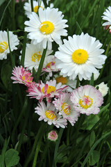 A close-up of white common daisy flowers and white lawn daisy flowers with red tips growing in green grass