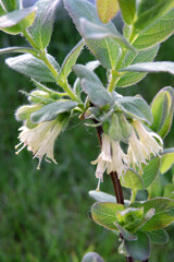 A close-up of blue honeysuckle flowers and green leaves, blurred green grass in the background