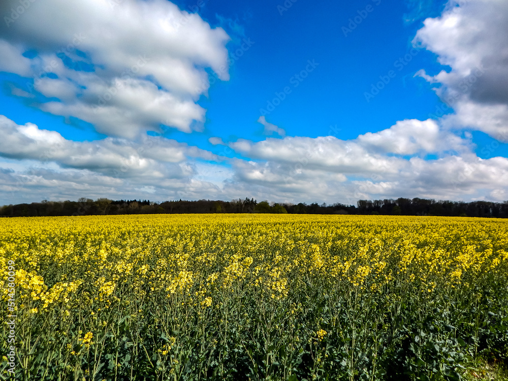 Wall mural field of dandelions