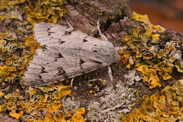 Closeup on the grey Sycamore moth, Acronicata aceris sitting on wood