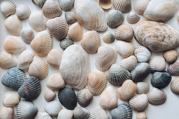 Light beige and brown beautiful shells and large textured mussels are evenly distributed on a white paper background. Natural texture, top view.