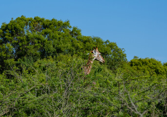 Giraffe im Naturreservat im Hluhluwe Nationalpark Südafrika
