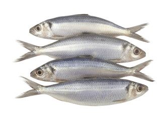 Raw herring fishes isolated on white background	