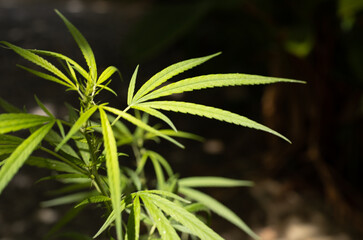 Marijuana leaves cannabis plants, sativa marijuana plant outdoors, leaves view from above.