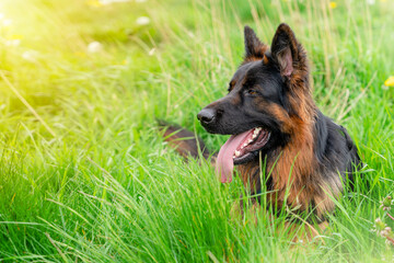 German shepherd dog in harness out for a walk lying on the grass in sunny summer day