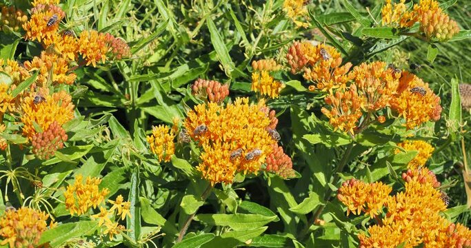 Asclepias tuberosa - Ascl&eacute;piade tub&eacute;reuse ou herbe aux papillons, plante mellif&egrave;re &agrave; petites fleurs orange vermillon en ombelles attirant de nombreuses abeilles butinant son nectar