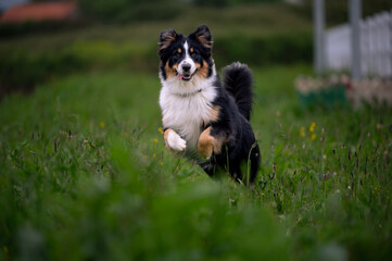 Obraz premium dog jumping in the garde Australian shepherd