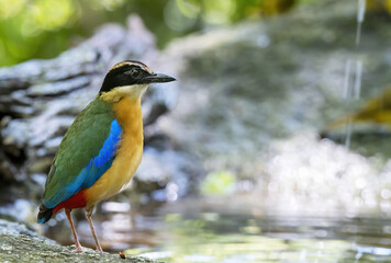 The blue-winged pitta perching on the rock with green bokeh background , Thailand