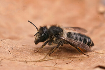Detailed closeup on a female Willowherb leafcutter bee, Megachile lapponica, sitting with open wings