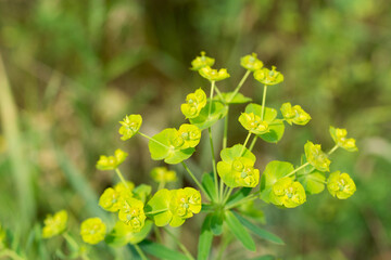 Euphorbia cyparissias,  cypress spurge flowers closeup selective focus