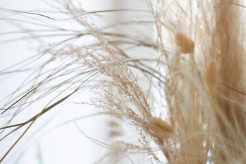 Background with beige dried flowers, ears, dried cereals, brown and golden natural vegetation on the light