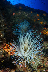 Naklejka na ściany i meble Anemone tube (Cerianthus membranaceus) in the sea bottom