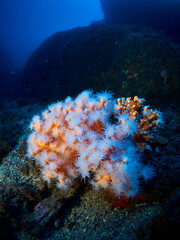 Orange Coral colony (Dendrophyllia ramea) in the Mediterranean sea