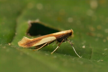 Closeup on a tiny yellow-triangle slender moth, Caloptilia alchimiella, sitting on a green leaf