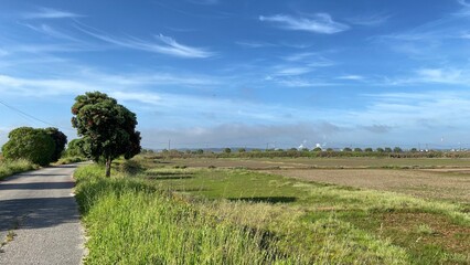 landscape with trees