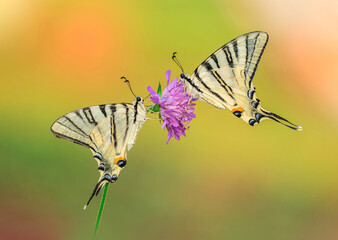 butterfly on a flower