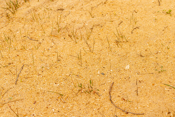 Old sawdust,wood dust texture background. Wood sawdust background closeup. Yellow sawdust floor texture.Top view.Close-up.