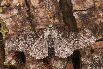 Closeup on the grey Peppered Moth, Biston betularia sitting with open wings