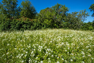 A field of Achillea millefolium, common yarrow herb in summer with copy space and forest trees in the background