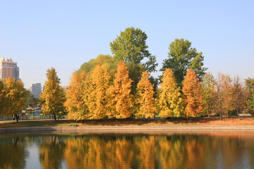 city park in gold fall