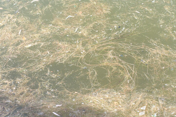 grass on water at dry sunny summer day