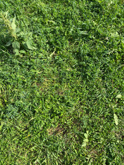 green grass at dry sunny summer day