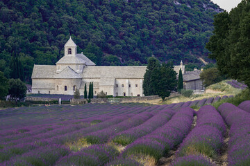 Abbey of Senanque and blooming rows of lavender flowers at sunrise. Gordes, Luberon, Vaucluse, Provence, France, Europe.