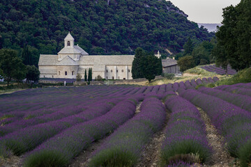 Abbey of Senanque and blooming rows of lavender flowers at sunrise. Gordes, Luberon, Vaucluse,...