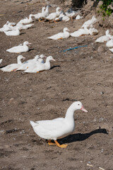 Fototapeta premium A flock of ducks are basking in the sun